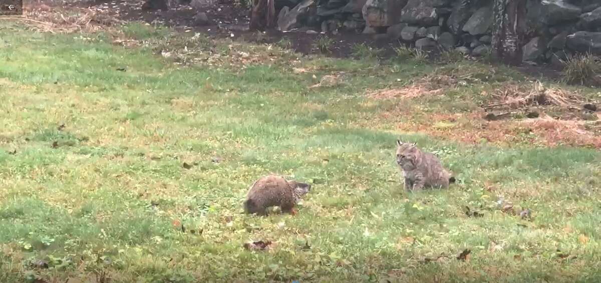 A groundhog faces off against a bobcat in Wilton, Conn. Tuesday, Oct. 13, 2020.