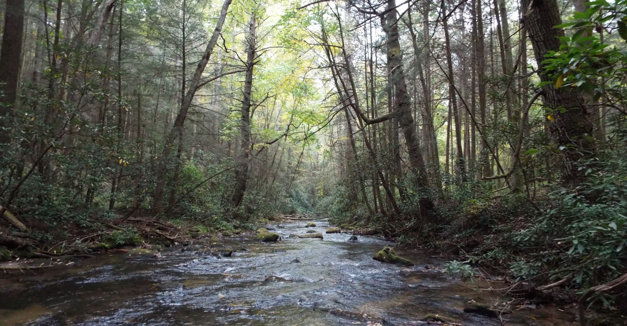 Trout streams reveal the splendor of North Georgia