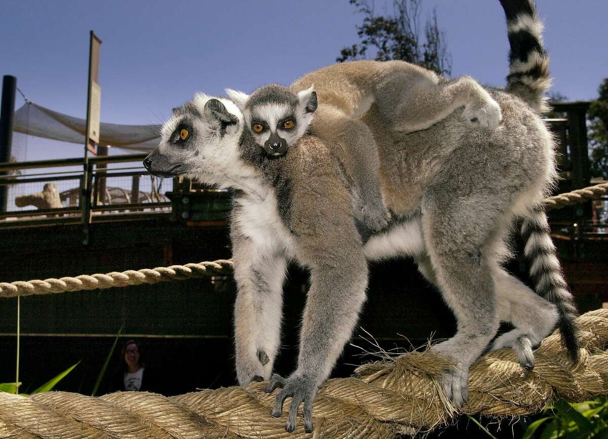 A lemur and baby stroll at the San Francisco Zoo, where officials said a lemur went missing.