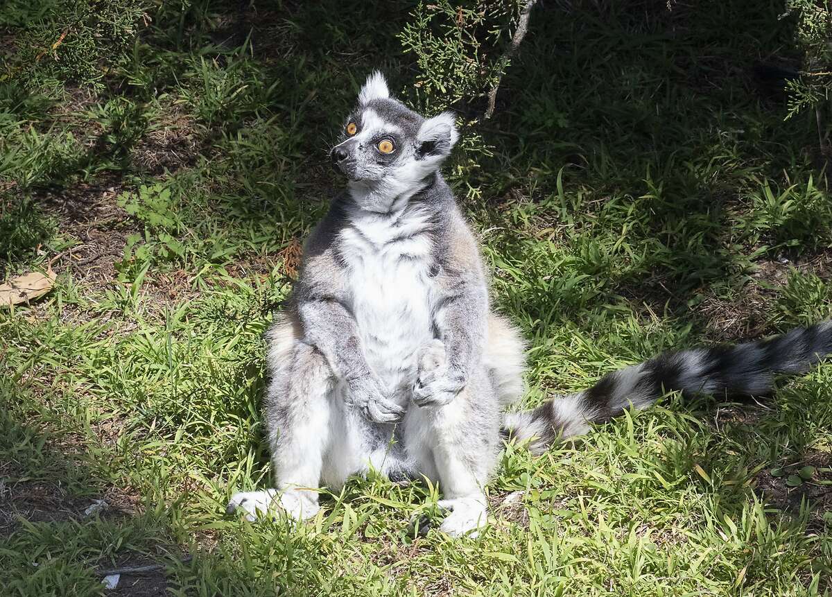 San Francisco Zoo officials said Maki, shown here, a male ring-tailed lemur, was “missing” Wednesday.