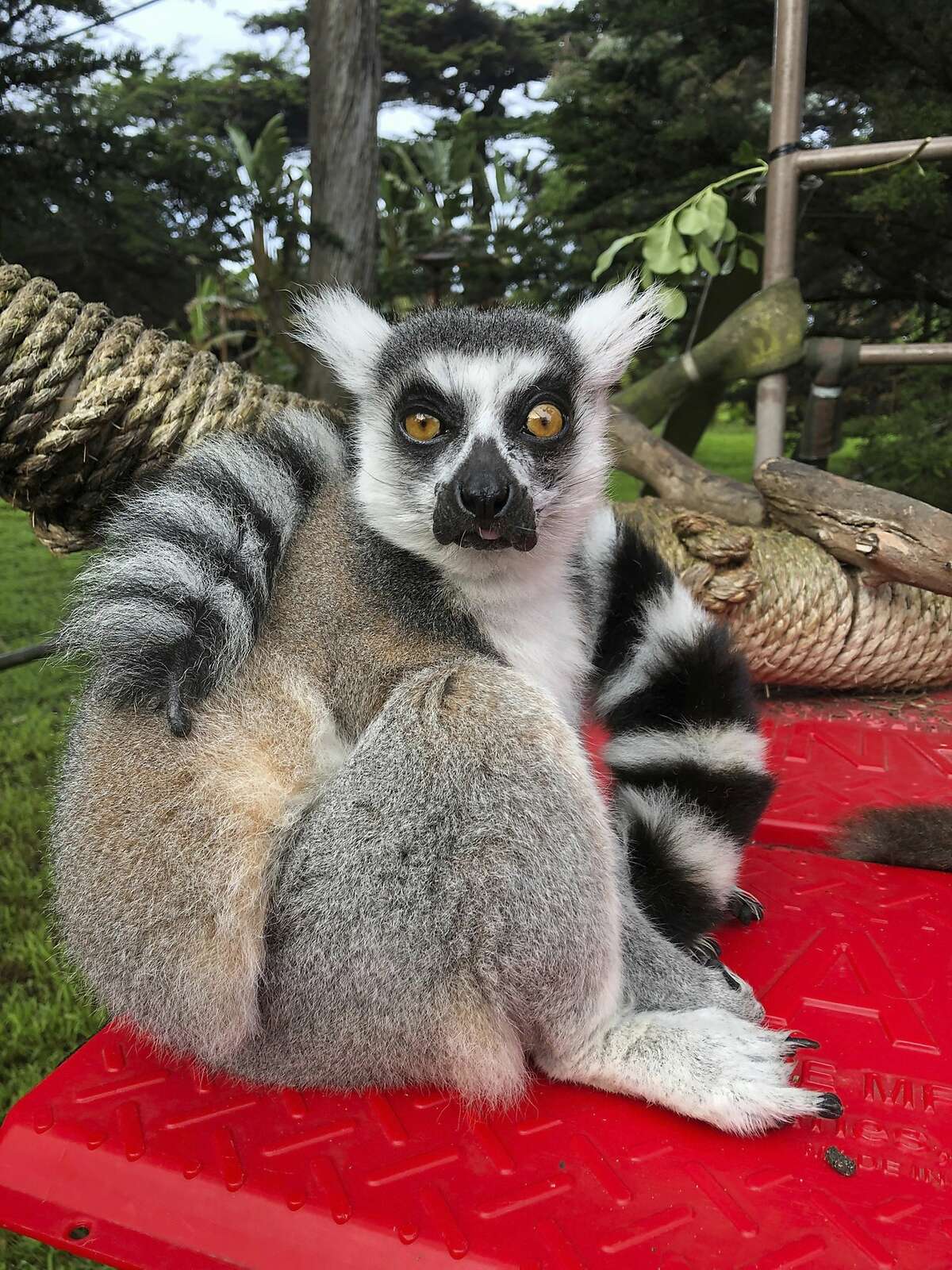 Maki, a missing 21-year-old lemur, looks into the camera in this 2018 photo provided by the San Francisco Police courtesy of the San Francisco Zoo.