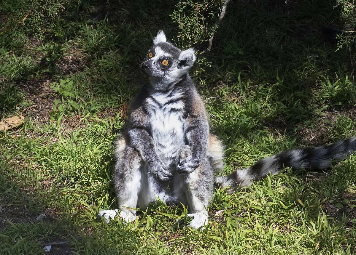 This undated photo provided by the San Francisco Police, courtesy of the San Francisco Zoo, shows a missing lemur named Maki. The ring-tailed lemur was missing from the San Francisco Zoo after someone broke into an enclosure overnight and stole the endangered animal, police said Wednesday, Oct. 14, 2020. The 21-year-old male lemur was discovered missing shortly before the zoo opened to visitors, zoo and police officials said. They're seeking tips from the public in hopes of finding the lemur, explaining that Maki is an endangered animal that requires specialized care.