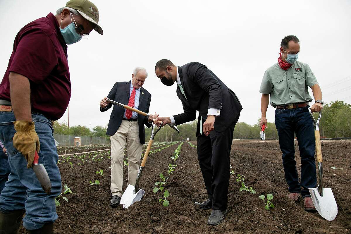 David Rodriguez, county extension agent-horticulture with Texas A&M Agrilife Extension Service, from left, former Bexar County Commissioner Tommy Adkisson, Bexar County Commissioner Tommy Calvert, and Eric Cooper, president and CEO of the San Antonio Food Bank, plant broccoli during the Bexar County AgriLife Urban Farm Planting Ceremony for Greenies Urban Farm in San Antonio on Thursday, Oct. 15, 2020.