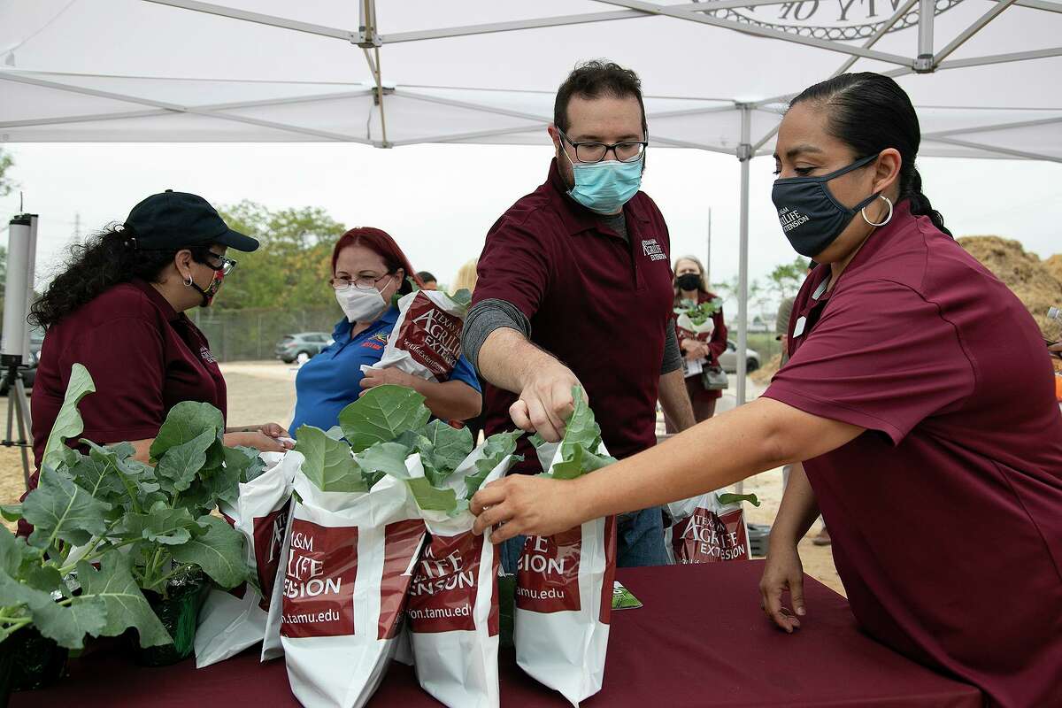 Employees with Texas A&M Agrilife Extension including Denise Perez, from left, Chris Lambert and Angie Gutierrez hand out Green Magic broccoli plants for guests at the Bexar County AgriLife Urban Farm Planting Ceremony for Greenies Urban Farm in San Antonio on Thursday, Oct. 15, 2020.
