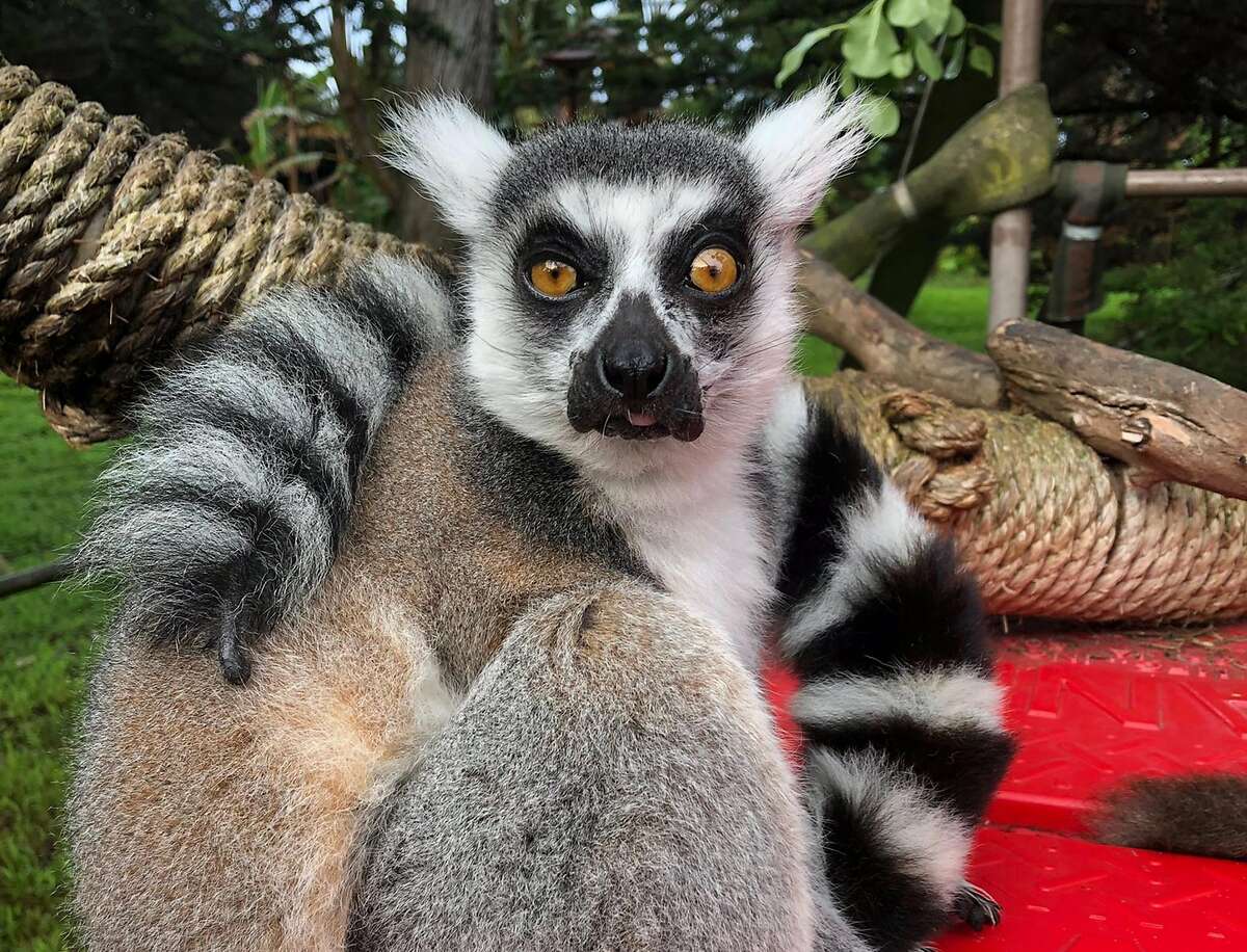 21-year-old male ring-tailed lemur, Maki, was discovered missing from the San Francisco Zoo's Lipman Family Lemur Forest, on Oct. 14, 2020. The lemur has since been found and returned. (San Francisco Zoo)