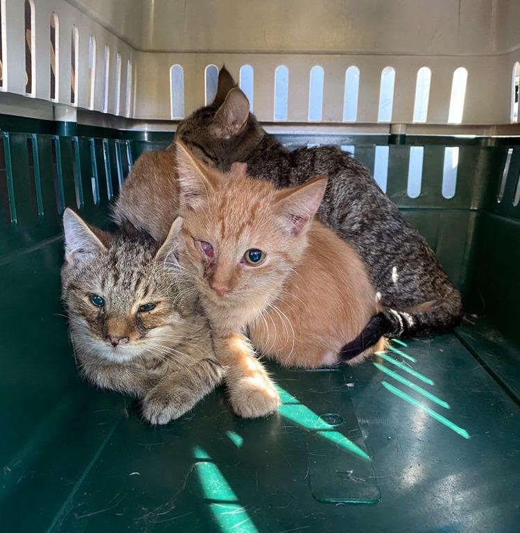 Branford animal shelter caring for 22 cats from alleged hoarding situation