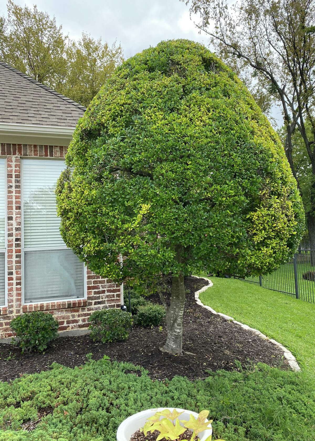 This yaupon holly would benefit from a less rigid pruning approach.