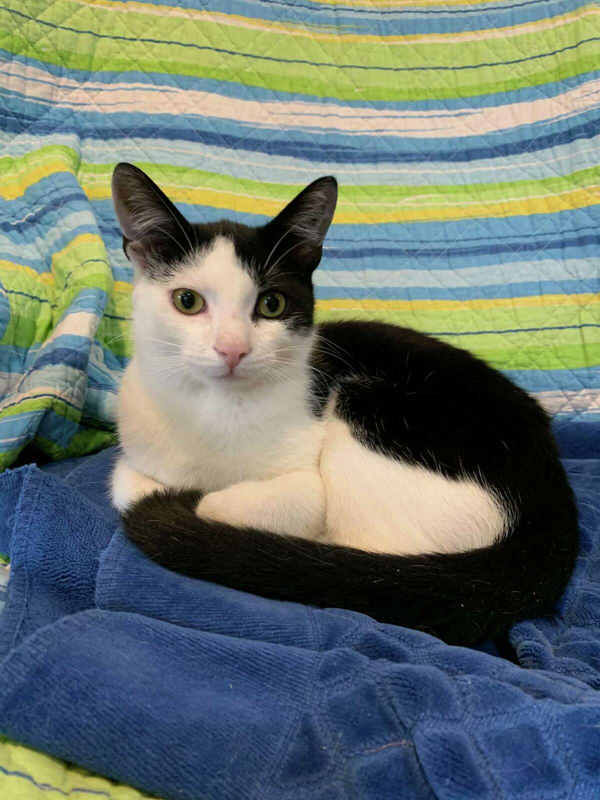 Tommy, a 6-month-old tuxedo kitten is looking for a loving home.