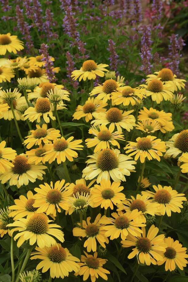 The Color Coded Yellow My Darling coneflower made its debut in 2020. (Photo Courtesy of Proven Winners/TNS) / Proven Winners