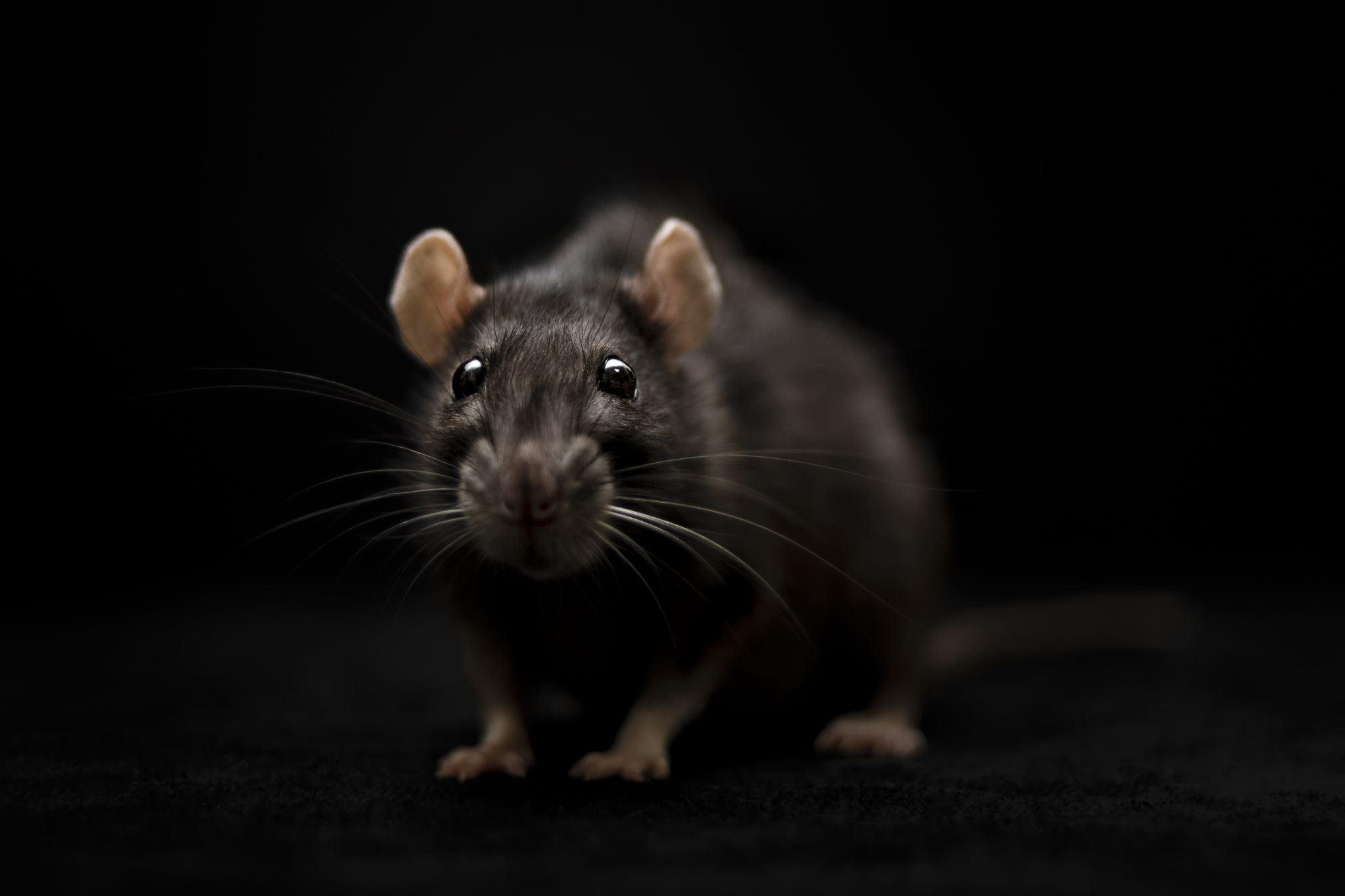We got rats! Houston ranked among 'rattiest' cities in US