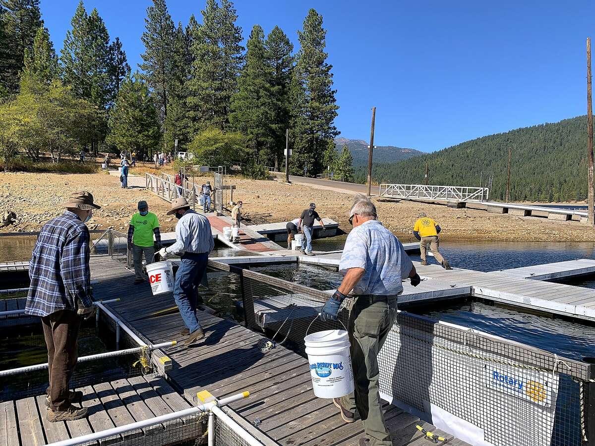 30 volunteers from across Northern California formed a bucket brigade to carry trout from a state hatchery truck to submerged pens at Lake Siskiyou, where the fish will be grown out to large sizes for a planned youth fishing event.