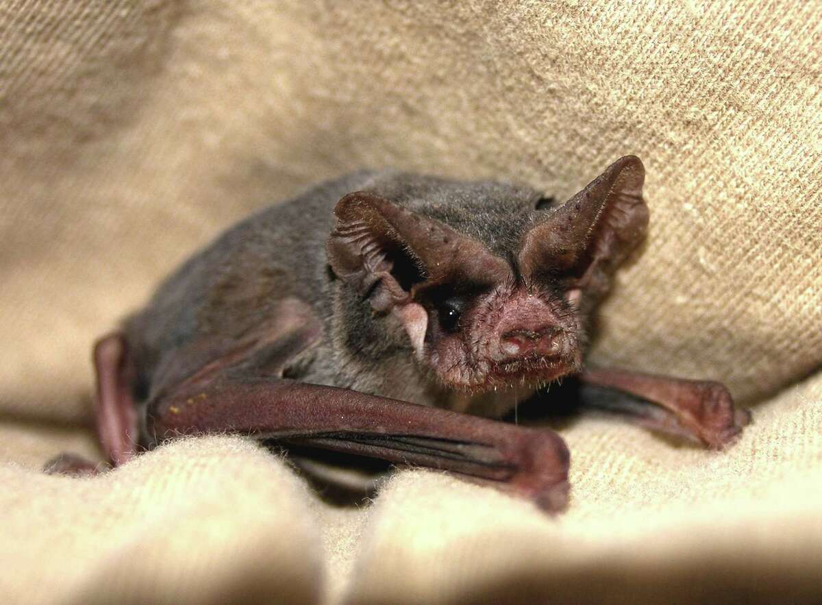 s-a-s-common-critters-mexican-free-tailed-bats-are-the-global-icons