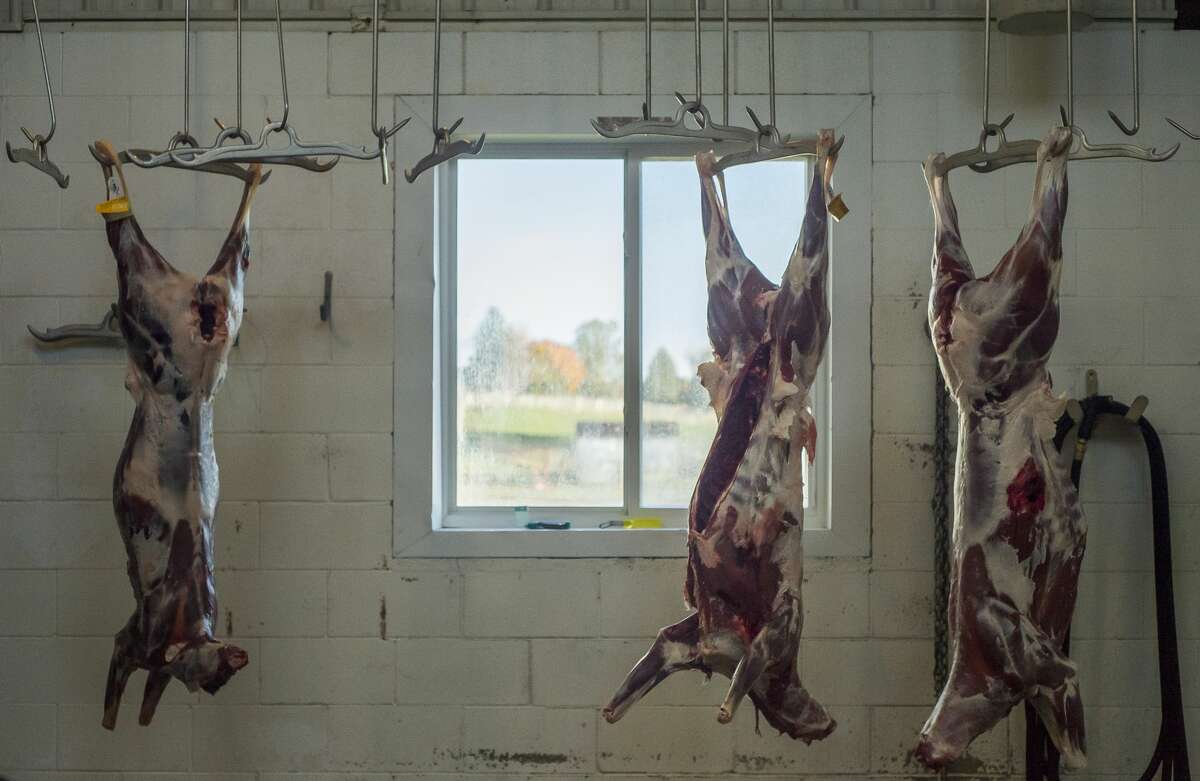 Deer carcasses hang from hooks at Stutzman's Butcher Shop Saturday, Oct. 17, 2020 in Clare. (Katy Kildee/kkildee@mdn.net)