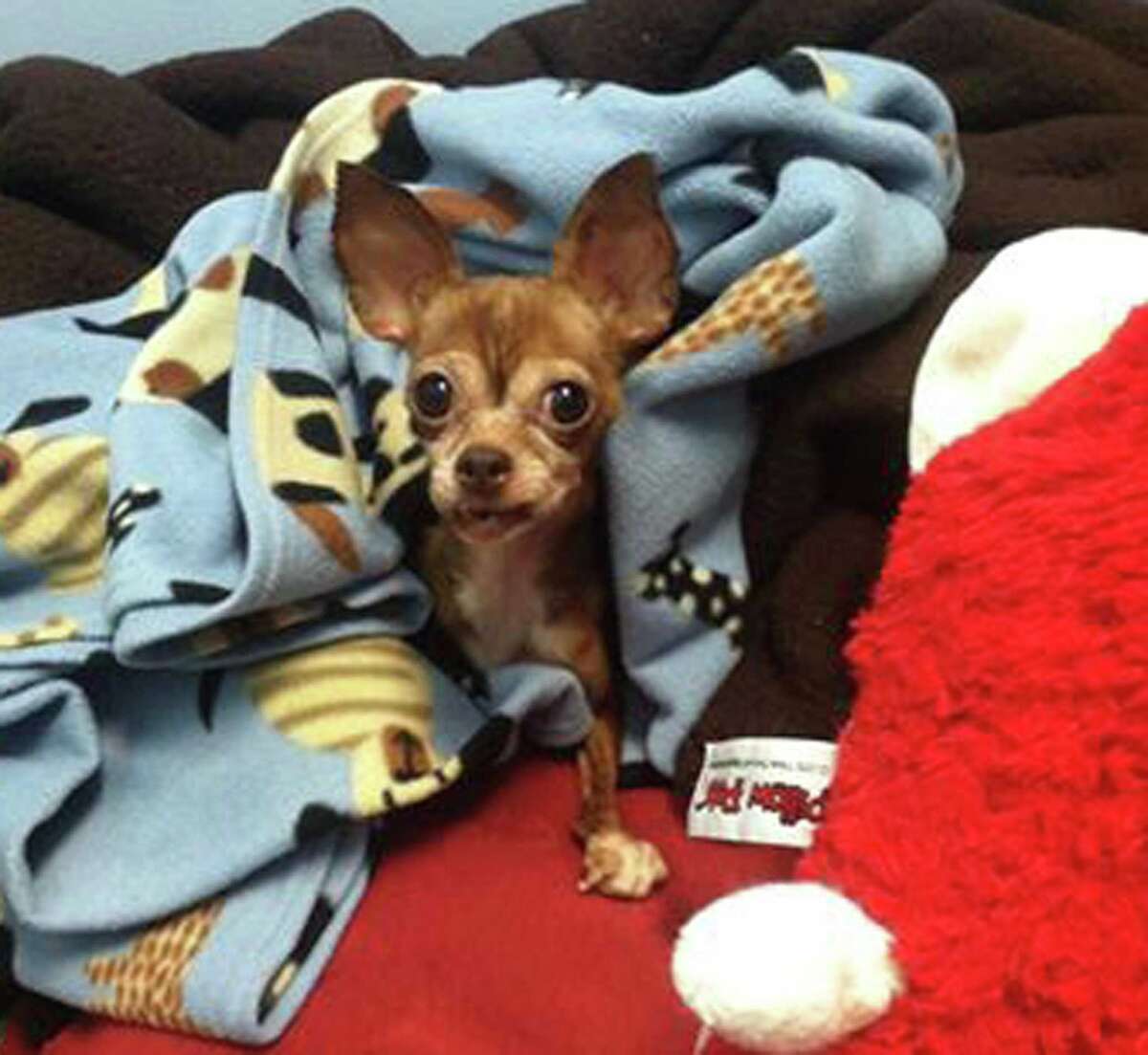 New Fairfield/Sherman Animal Welfare is holding a 2021 pin-up pet photo calendar contest to raise funds for the abandoned, neglected and abused dogs and cats the organization rescues, and to celebrate contestants' pets.