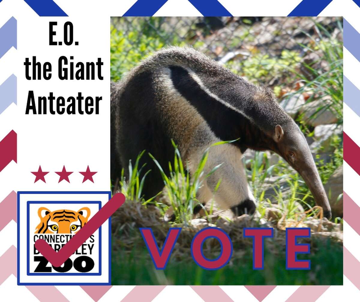 E.O. the giant anteater E.O. the Giant anteater "E.O., named for famed American biologist E.O. Wilson, shares Wilson’s love of science," according to his Beardsley Zoo bio. "A devoted father of two with his partner Pana, E.O. champions ambitious science-based agendas when not enjoying an insect slurry." 