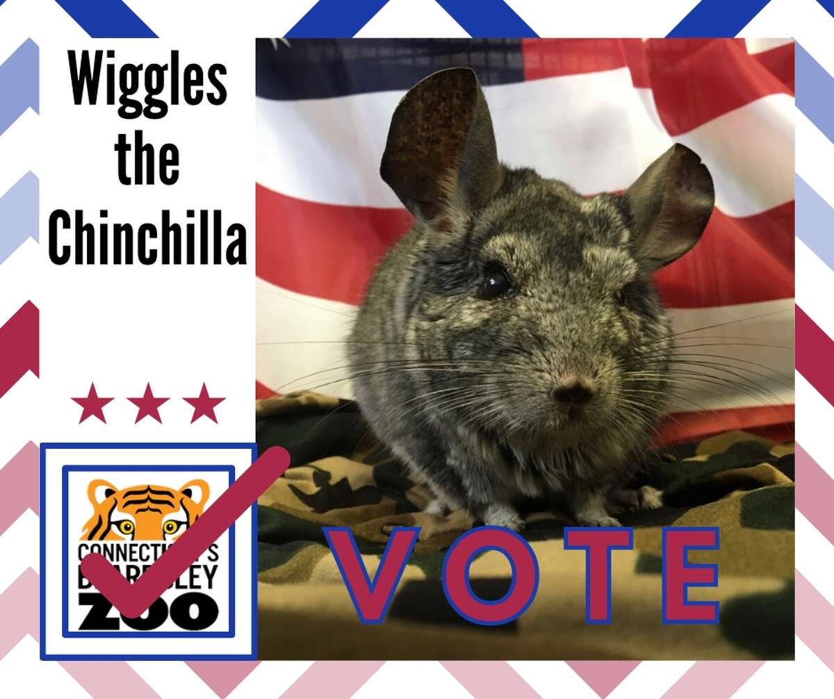 Wiggles the chinchilla's election poster. Less than two weeks ago, Wiggles issued a statement wishing his constituents a happy and healthy holiday season.