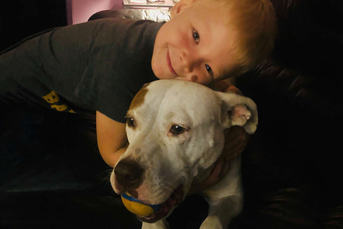 Finn and his six-year-old pit bull-mastiff mix, Chloe.