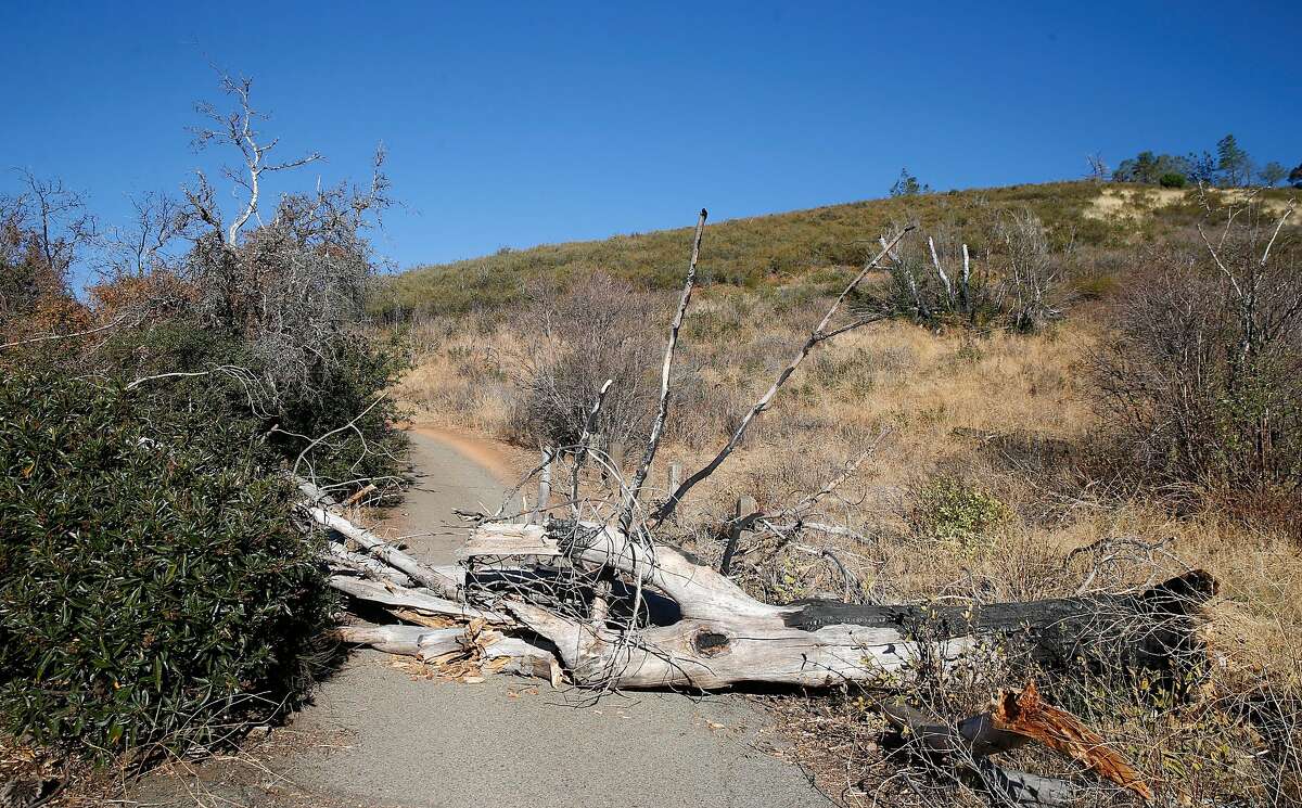 An old, downed tree blocks access to the Muir picnic area at Mount Diablo State Park in Danville on Wednesday. Very high winds are expected Sunday, creating extreme fire danger.