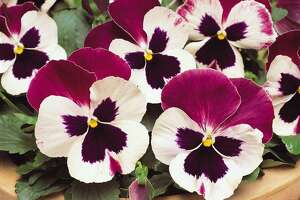 Pansies are fall’s fresh faces in Southeast Texas gardens.