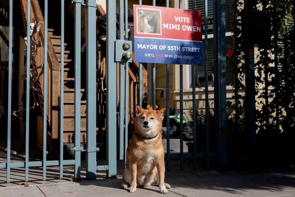 Mimi the dog poses for a portrait with her campaign sign at her home along 55th Street in Oakland, Calif. Thursday, October 22, 2020. Mimi is one of three furry candidates in the race for Mayor of 55th Street in Oakland. Follow News Without Politics, unbiased