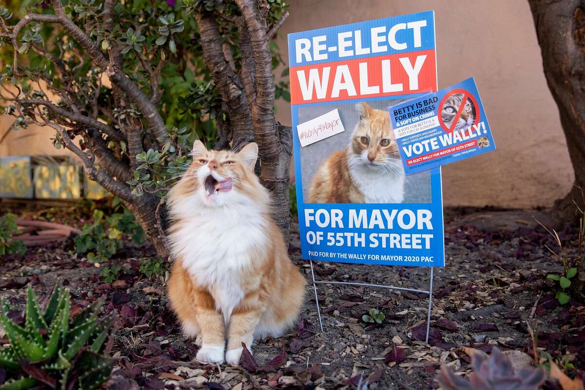 Wally the neighborhood poses with his campaign sign which includes a smear of his fellow candidate Betty while spending time outside a home along 55th Street in Oakland, Calif. Thursday, October 22, 2020. Wally is the incumbent candidate in the race for Mayor of 55th Street in Oakland which consists of three other furry friends running for the seat.