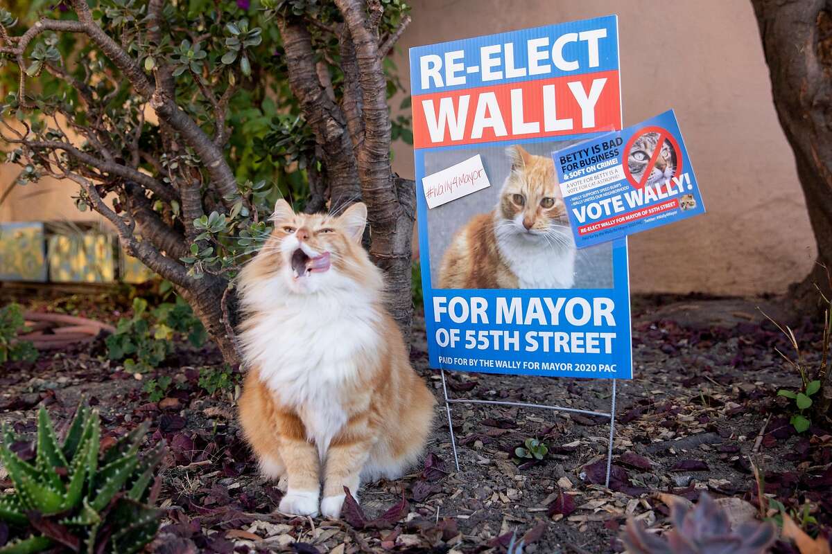 Cat Running For Mayor