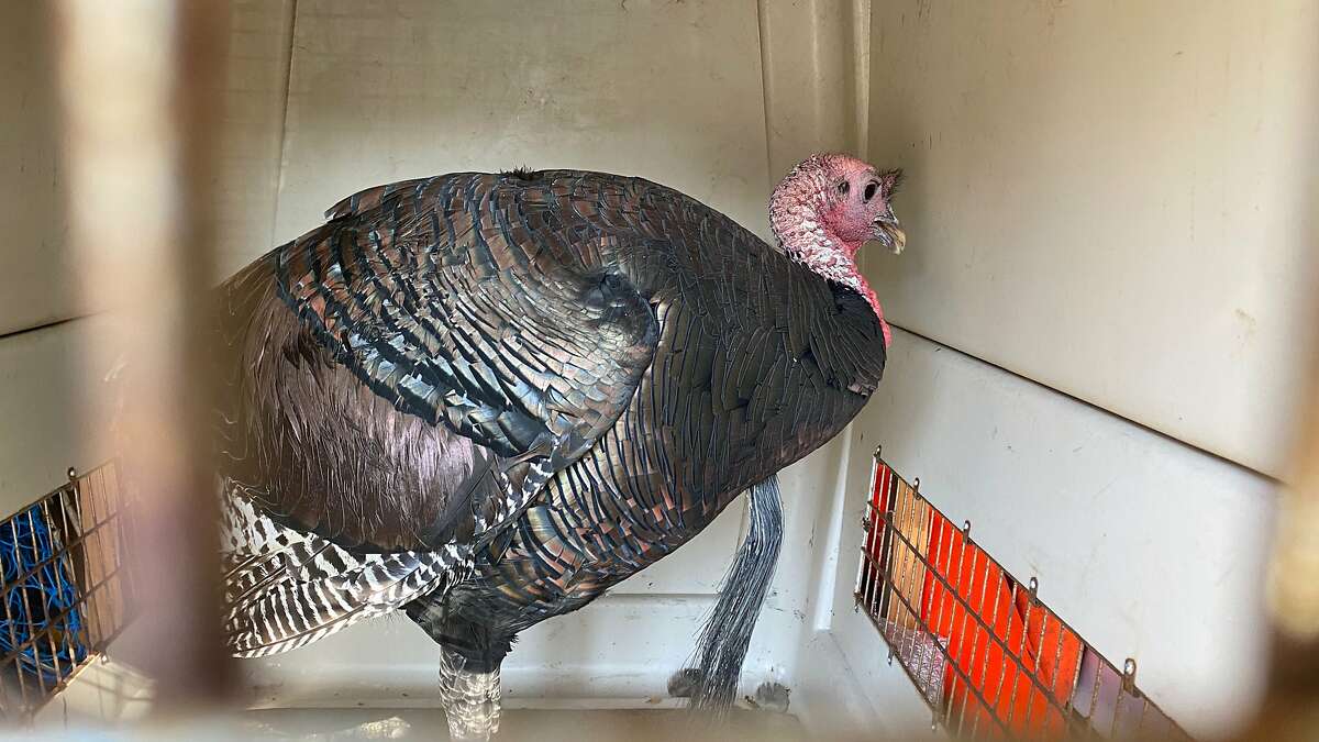 Gerald, a male turkey notorious for attacks on visitors at Oakland’s Morcom Rose Garden, was captured Thursday.