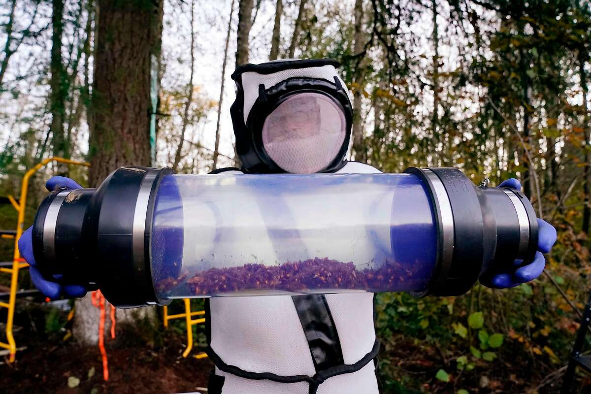 TOPSHOT - Sven Spichiger, Washington State Department of Agriculture managing entomologist, displays a canister of Asian giant hornets vacuumed from a nest in a tree behind him on October 24, 2020, in Blaine, Washington. - Scientists in Washington state discovered the first nest earlier in the week of so-called murder hornets in the United States and worked to wipe it out Saturday morning to protect native honeybees. Workers with the state Agriculture Department spent weeks searching, trapping and using dental floss to tie tracking devices to Asian giant hornets, which can deliver painful stings to people and spit venom but are the biggest threat to honeybees that farmers depend on to pollinate crops. (Photo by Elaine Thompson / POOL / AFP) (Photo by ELAINE THOMPSON/POOL/AFP via Getty Images)