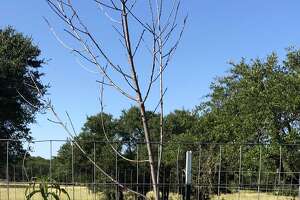 Neil Sperry: Better to replace almost-dead peach tree than rehab it
