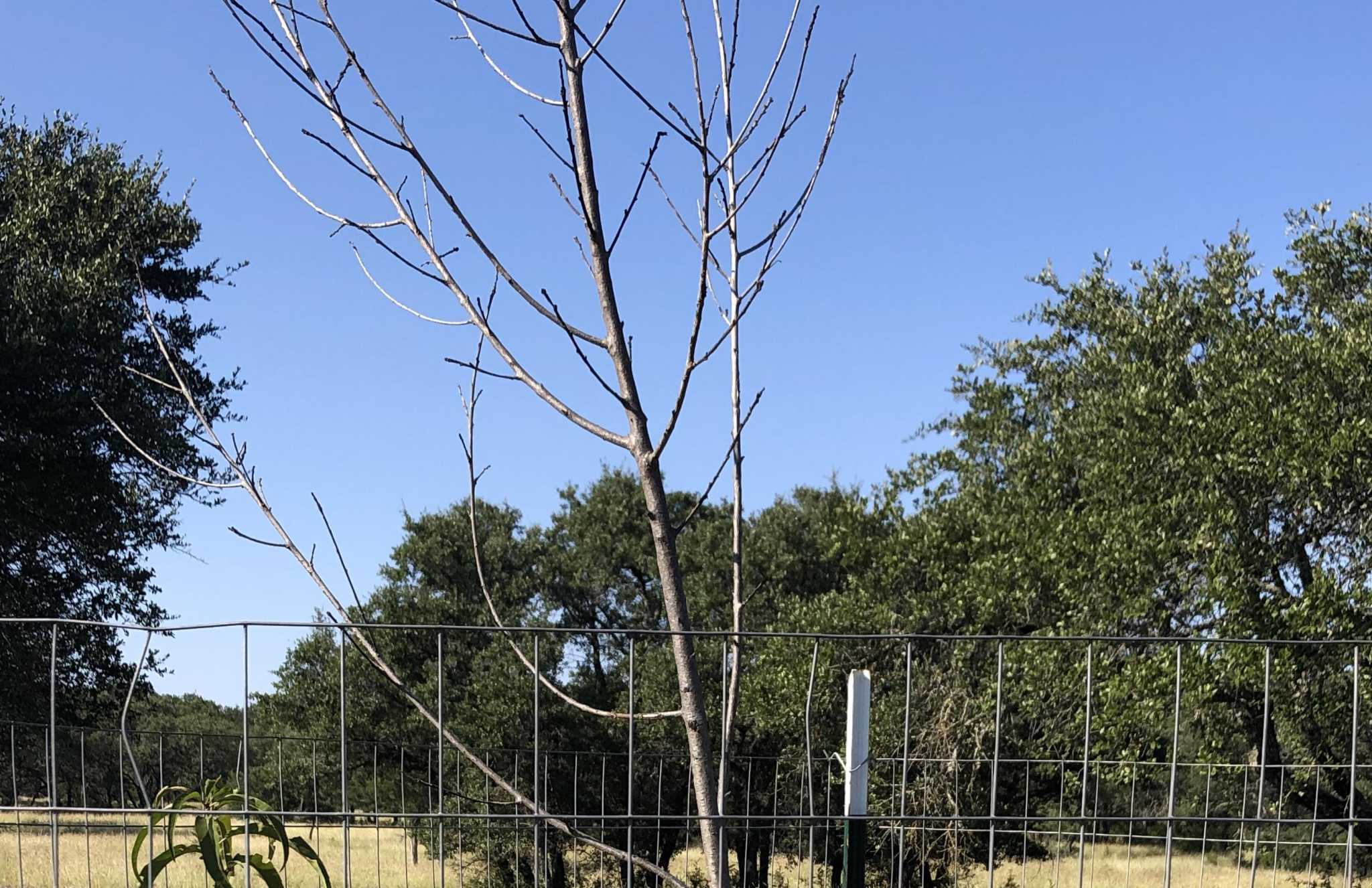 Neil Sperry Better to replace almostdead peach tree than rehab it