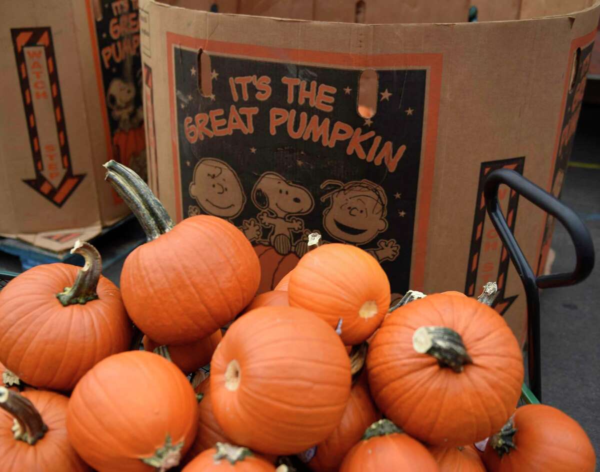 A pile of pumpkins sit ready to be painted at the Westport Downtown Merchants Association Halloween Family Pumpkinfest in Westport, Conn. Sunday, Oct. 25, 2020. 150 families dressed in Halloween costumes participated in the socially-distant pumpkin painting event, presented by the Westport Parks & Recreation and Westport Police Athletic League in partnership with the WDMA.