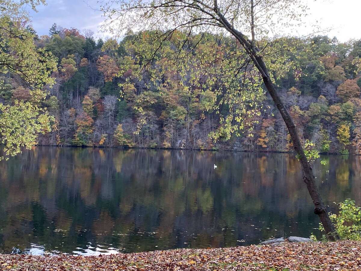 A swan in the Housatonic River passes through the reflection of the trees, as seen from Lake Lillinonah Road North in Bridgewater.
