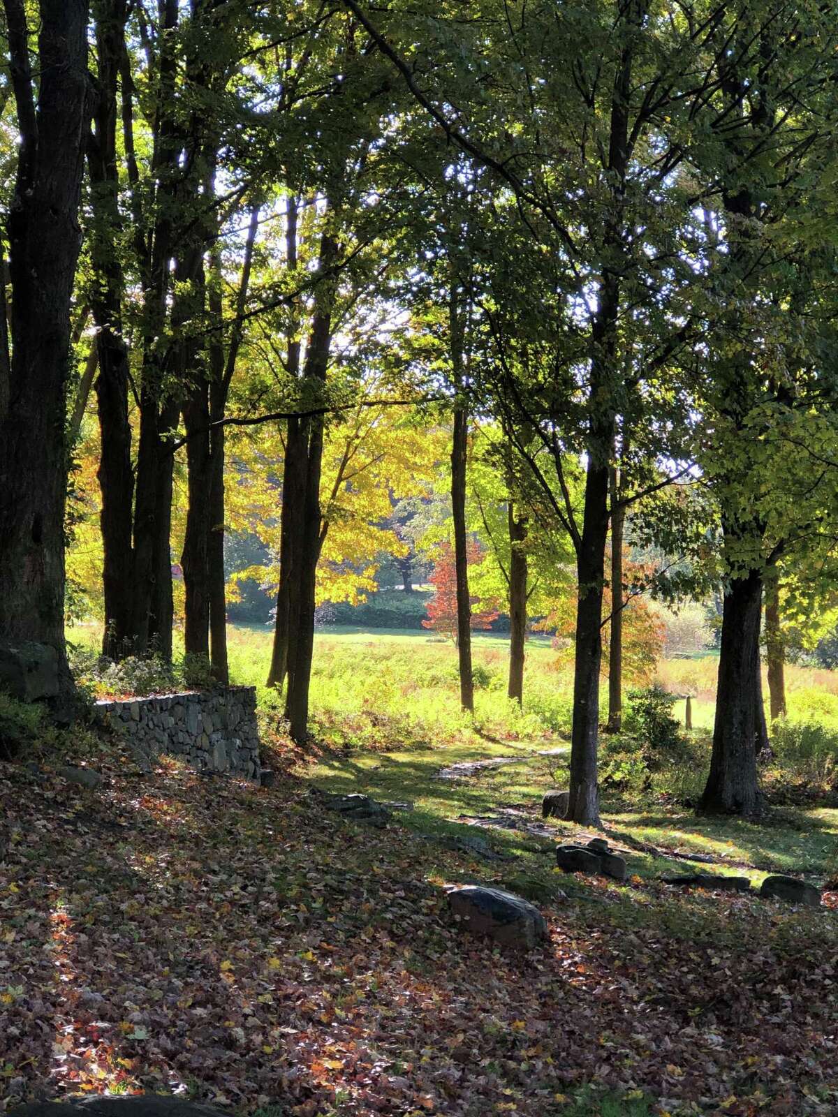 Sunlight breaks through the yellowy-gold leaves on the trees at the Dorothy Diebold Memorial Garden on Route 67 in Roxbury.