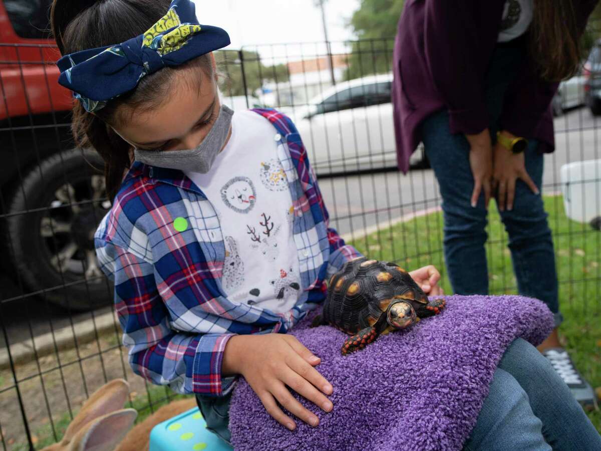 Sophia Calderon, 8, holds Shelton John, a red-footed tortoise at a mobile zoo put on by the company Once in a Wild in front of Holy Pops paleta shop in Stone Oak.