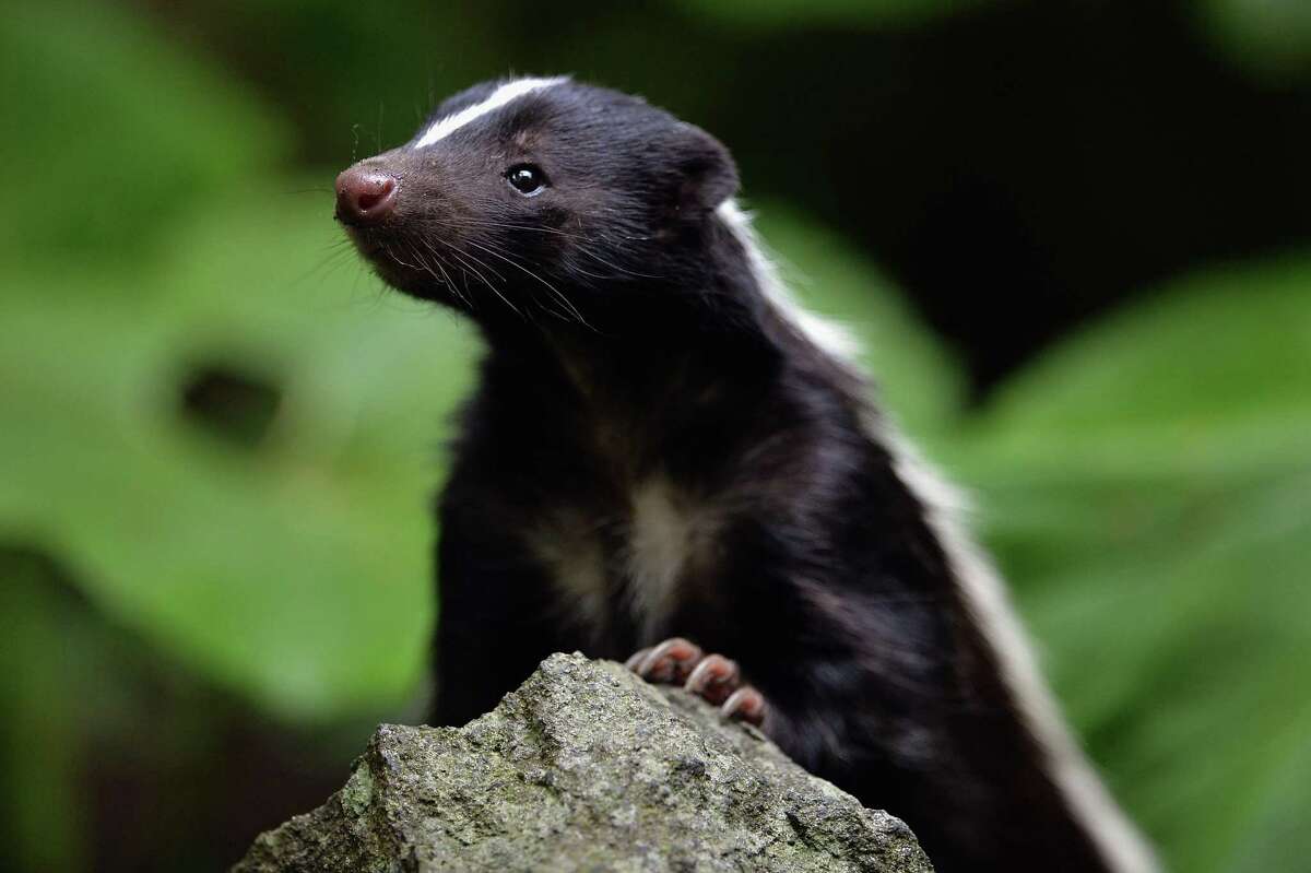 Striped skunks: these little stinkers also help keep pests under