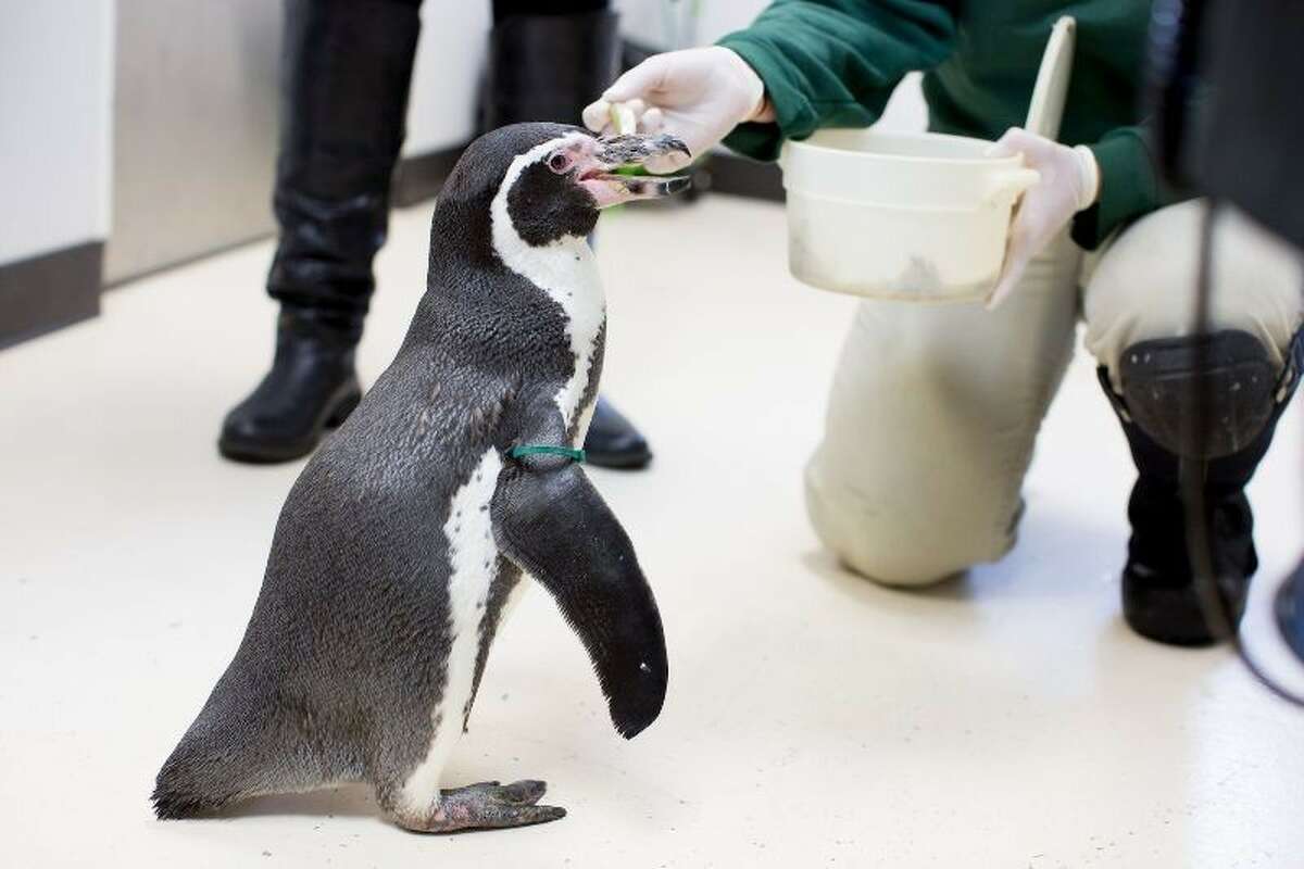 Mr. Sea, Woodland Park Zoo's oldest penguin, has passed away. He would have turned 32 in December.