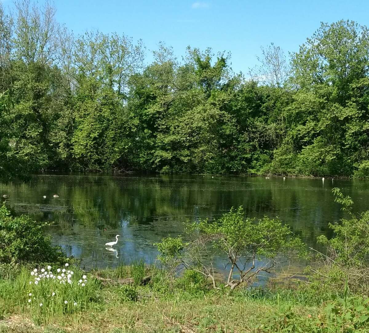 The WilWalk section of the Norwalk Valley River Trail will pass a pond at Broad Street in Norwalk. Oct.