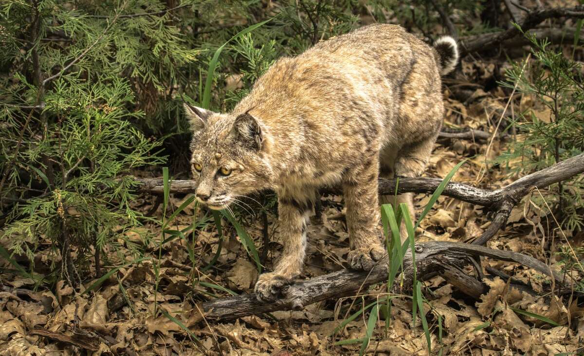 A bobcat (Lynx rufus) hunts along the trail.