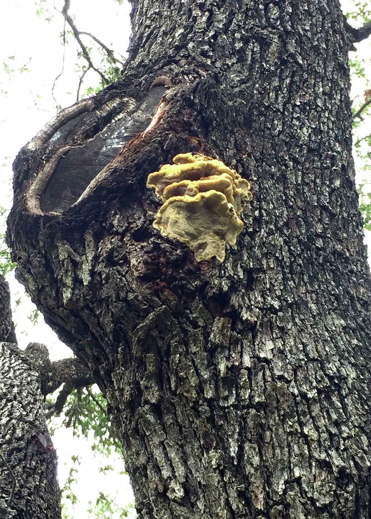 This is a fungal conk, probably from the genus Ganoderma, and it indicates severe internal decay within the trunk and great likelihood that the trunk will blow over in a windstorm sometime in the coming years.