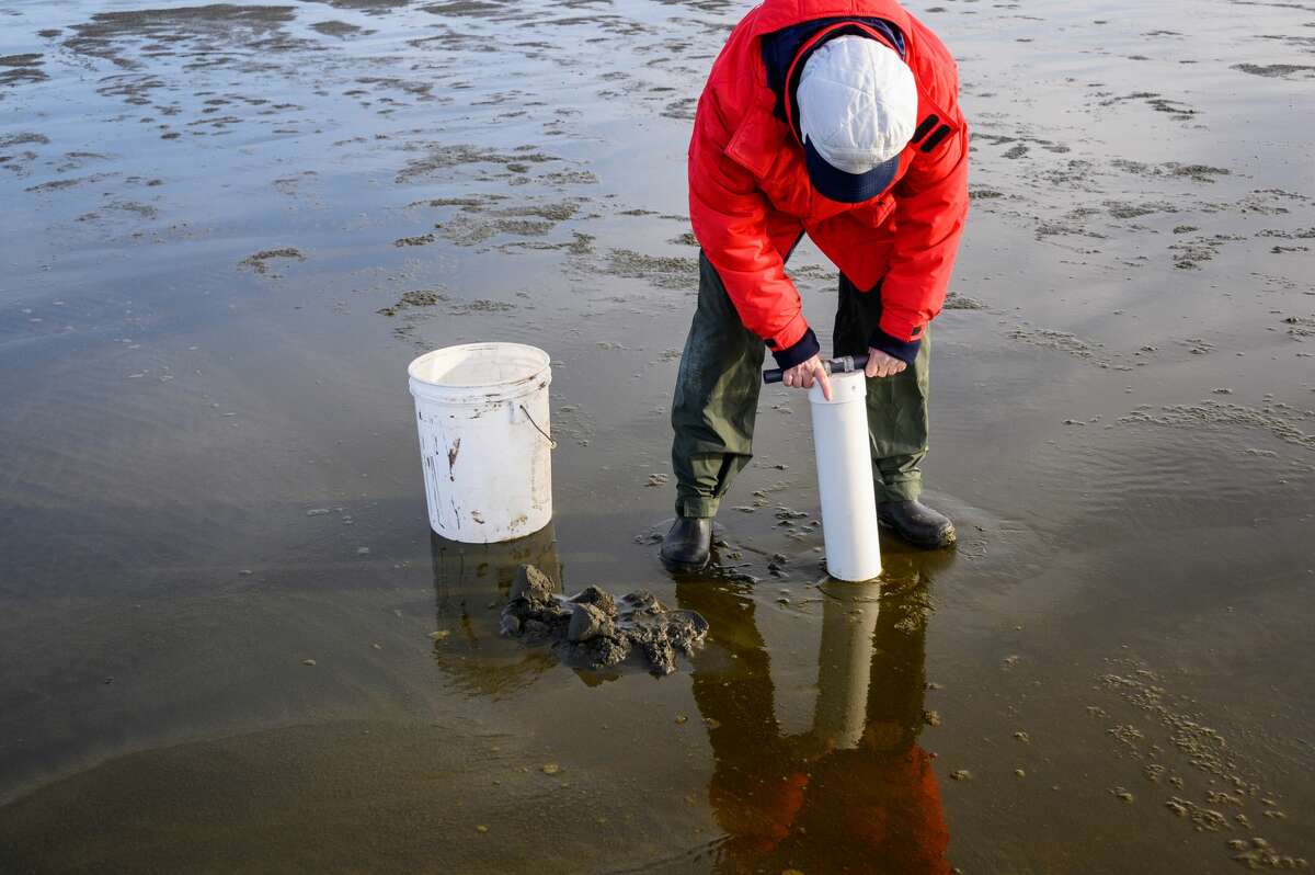 Woman using clam gun to dig razor clams at the beach, Ocean Shores, Washington State, USA