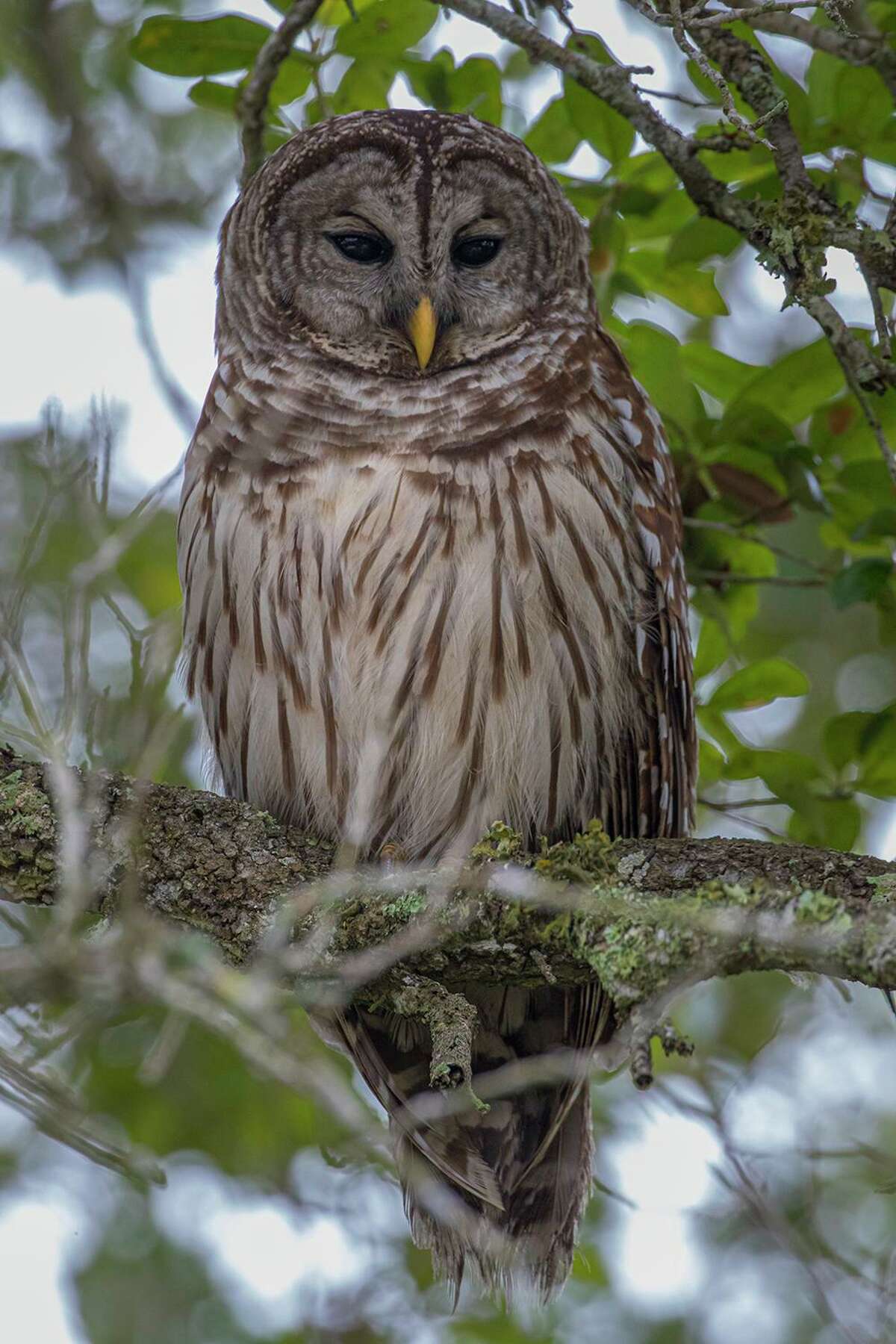 The barred owl will see you this Halloween night but you won’t see it. Photo Credit: Kathy Adams Clark Restricted use.