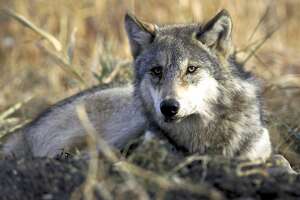 Pair of wolves move to Calif., adding to state's wolf population