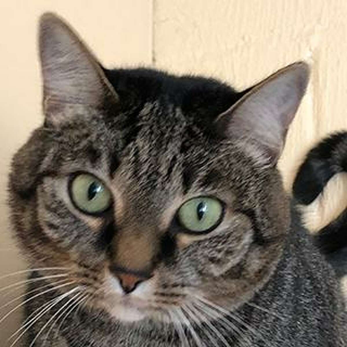 Meet Kriesty, a beautiful 6 year old tabby. If you’re a sucker for green eyes, this girl is for you. She’s an independent cat with low energy and beautiful house manners who has been a loved indoor cat with a single owner her whole life. She would prefer to be the sole companion to a person or a couple, unbothered by the comings and goings of kids and other pets. She is opinionated on what kind of attention she receives — she’ll accept face and chin scratches forever, but prefers not to have her lower back ruffled. Because she is a bit particular, she is best suited to a family with previous cat experience who will know how to read her signals. She’s available in Westport. Remember, the Connecticut Humane Society has no time limits for adoption. Applications for adoption can be obtained at https://cthumane.org/adopt/all-adoptable-pets/. To learn more about operations during COVID-19, go to https://cthumane.org/adopt/adoption-process/.