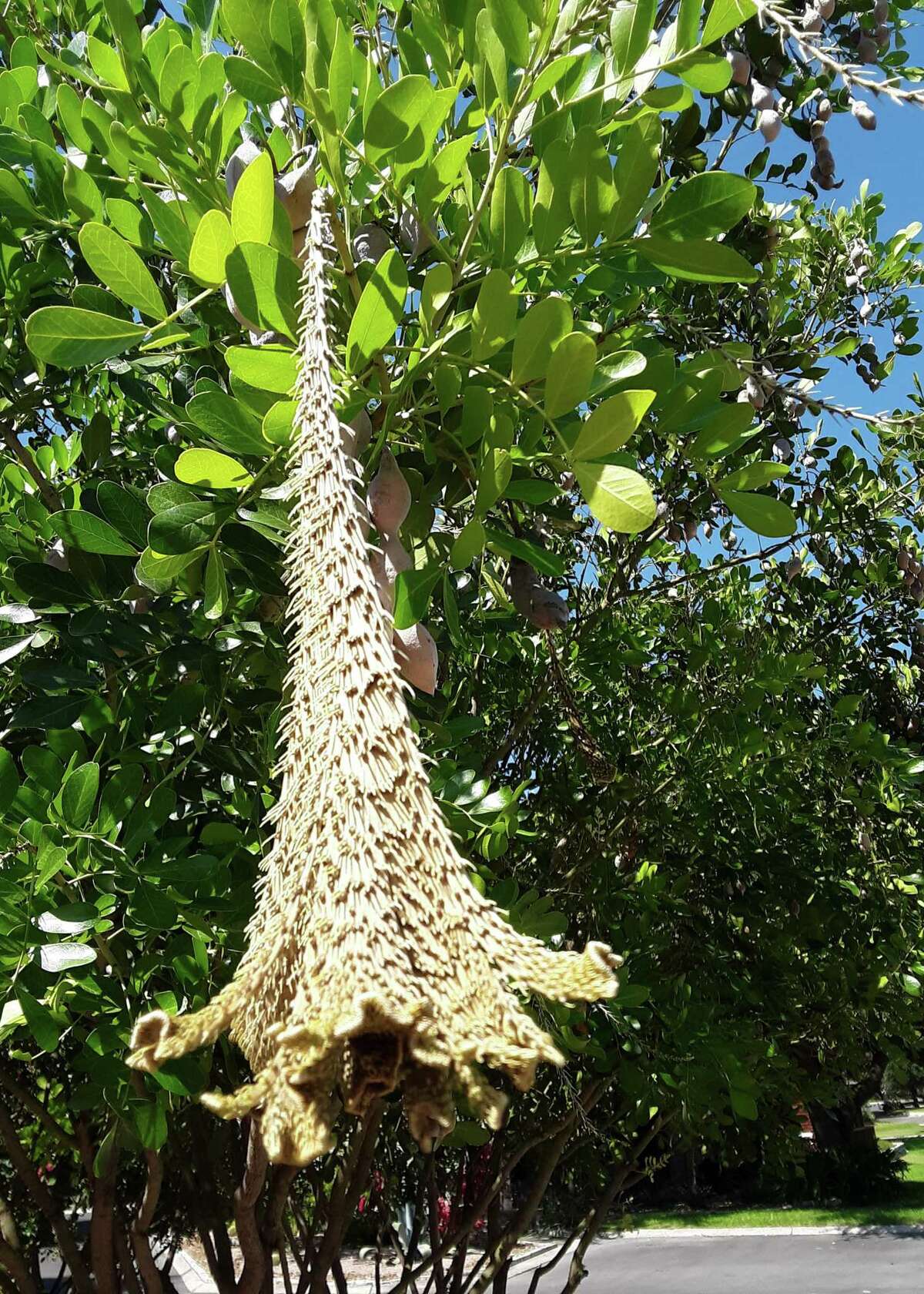 This is a fasciated growth on a Texas mountain laurel, and it should be trimmed off.