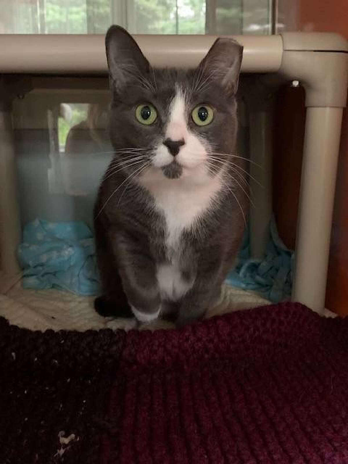 Aqua, a 3-year-old gray and white cat, is looking for a loving home.