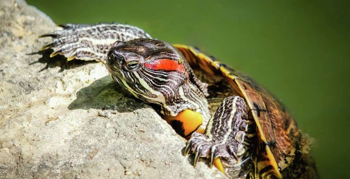 Red-eared sliders: Texas turtles need to soak in the sun, so they’re ...