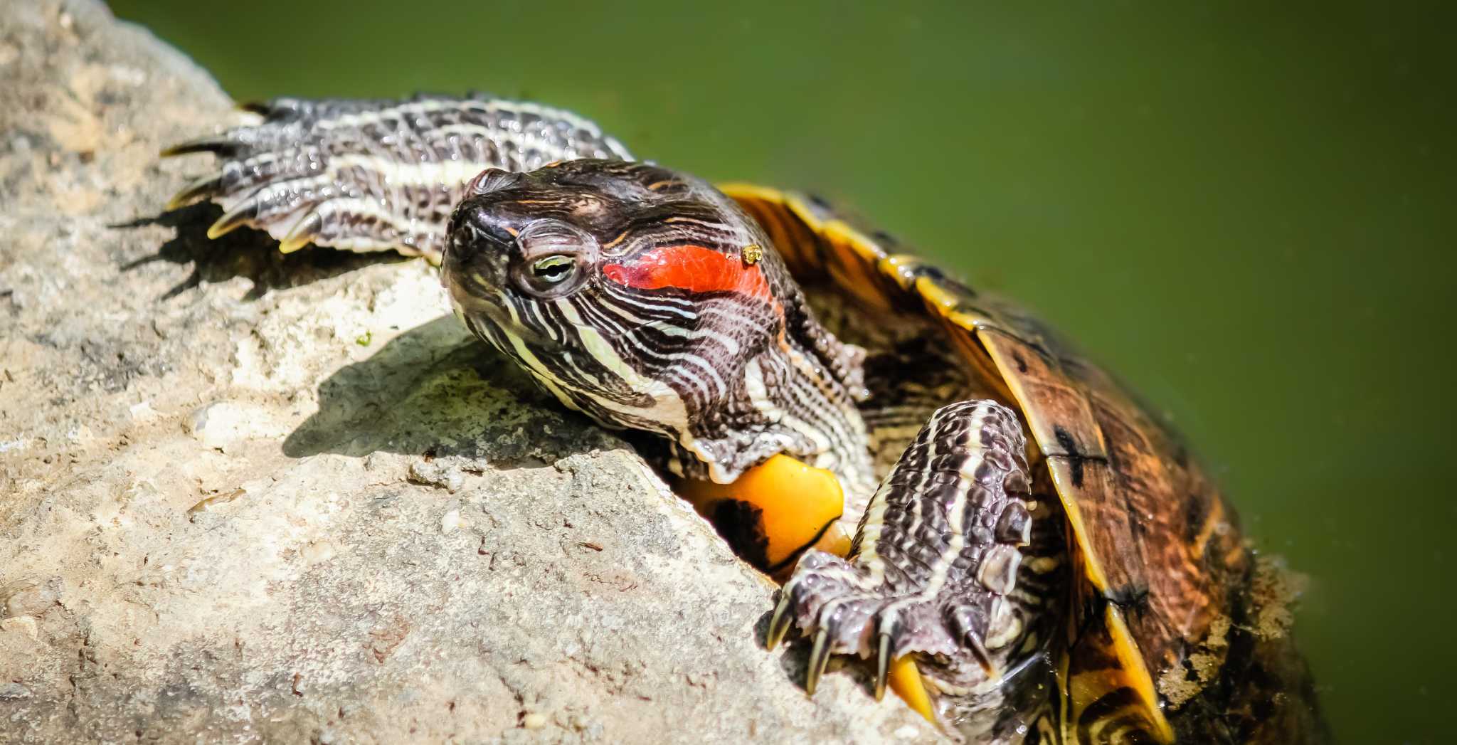 full grown red eared slider turtle