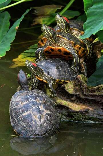 Red-eared sliders: Texas turtles need to soak in the sun, so they’re ...