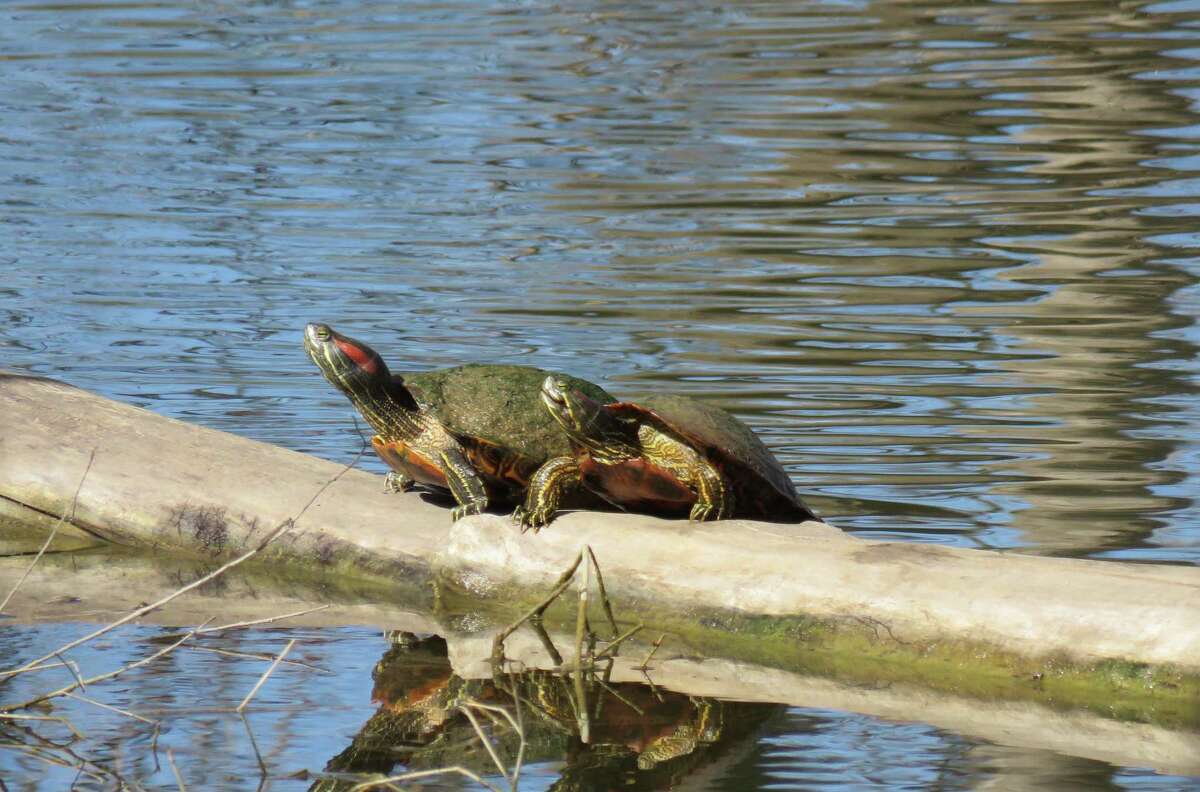 Red-eared sliders: Texas turtles need to soak in the sun, so they’re ...