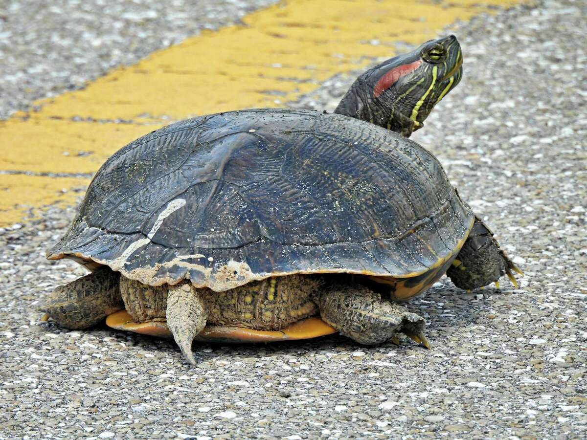 Red-eared sliders: Texas turtles need to soak in the sun, so they’re ...